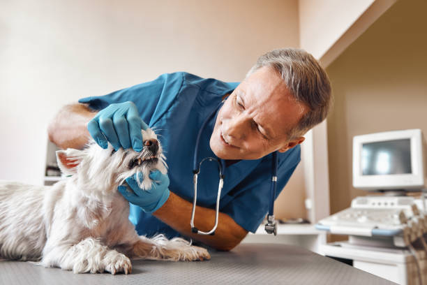 Best Tooth Pain Emergency Relief  in Hart, MI
